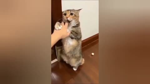 Action funny cat 😁🤣