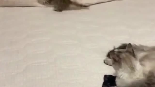 Funny Baby Cat