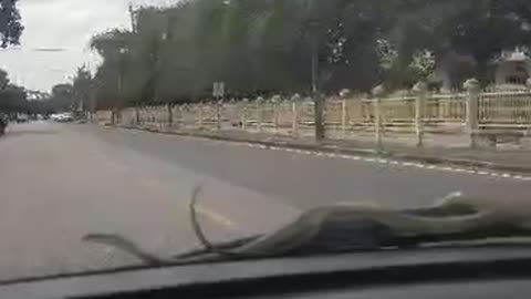 Snake Rides Along on Windshield