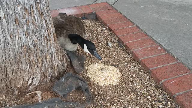 Feeding Nesting Momma Goose ❤