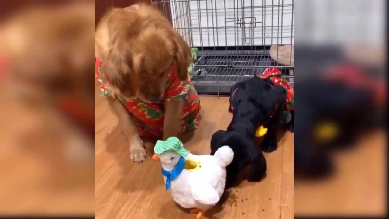 baby dogs cute and funny videos must watch