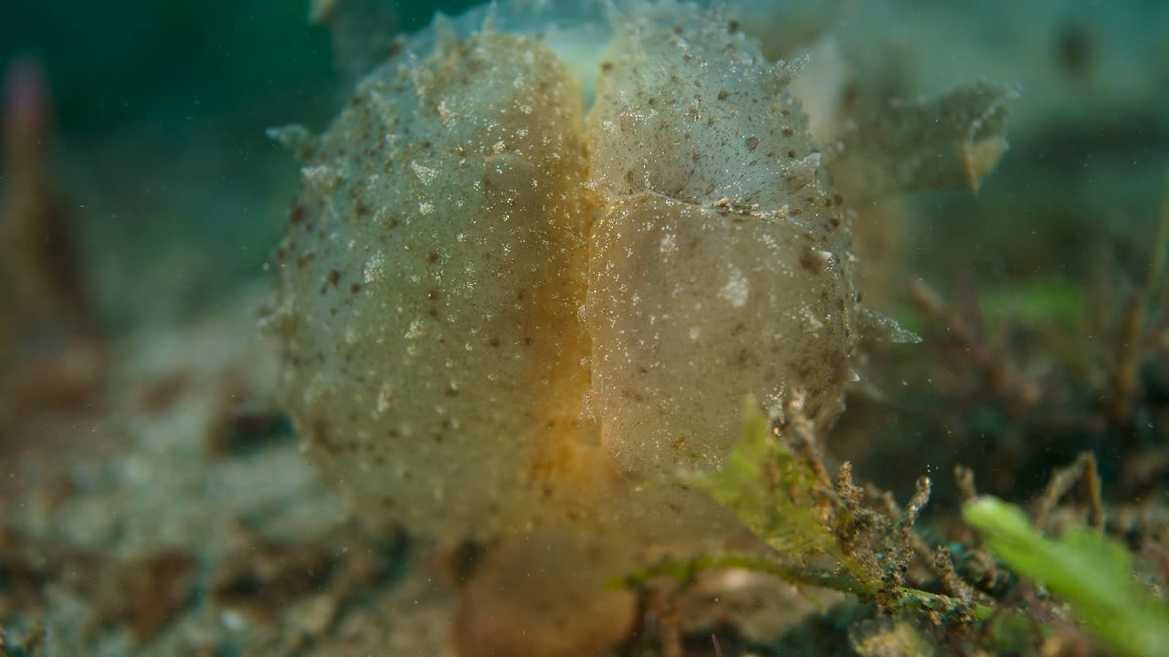 Sea Slug Opens Its Mouth Up Wide