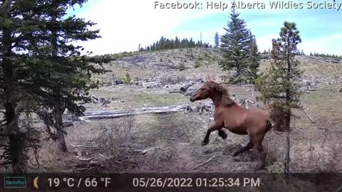 Grizzly Bear Chasing Alberta Wild Horses -- ViralHog