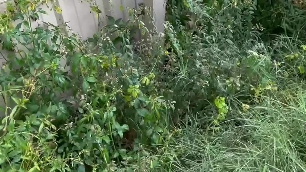 Man Rescues Crying Kitten After Rainstorm