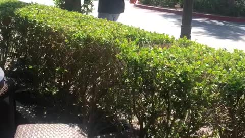 Bird Relentlessly Chases Man