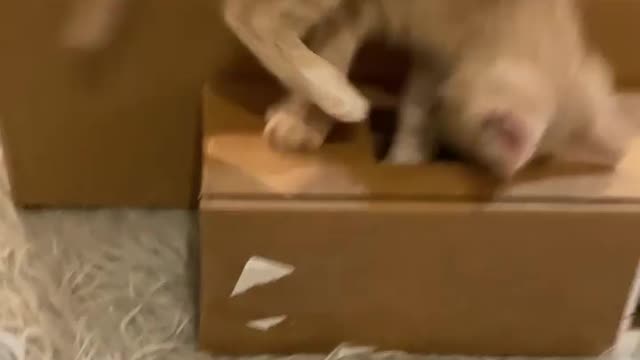 Pets love each others