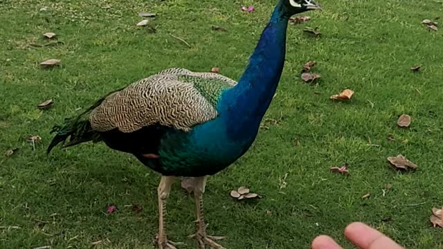 Peacock ,birds