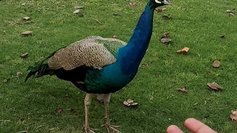 Peacock ,birds