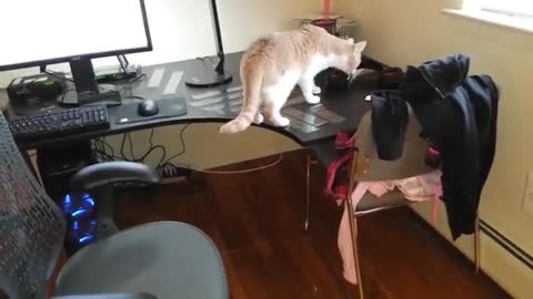 How to wean a cat to walk on the table