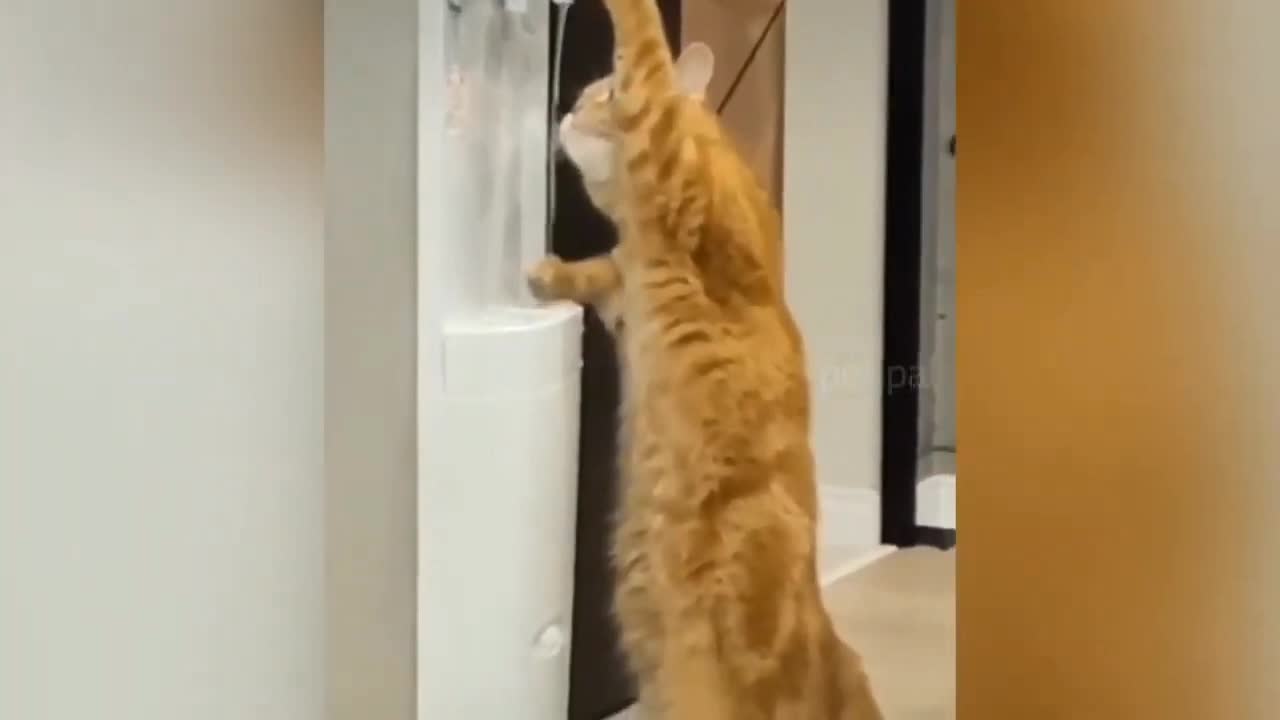 cat drinking water🤣