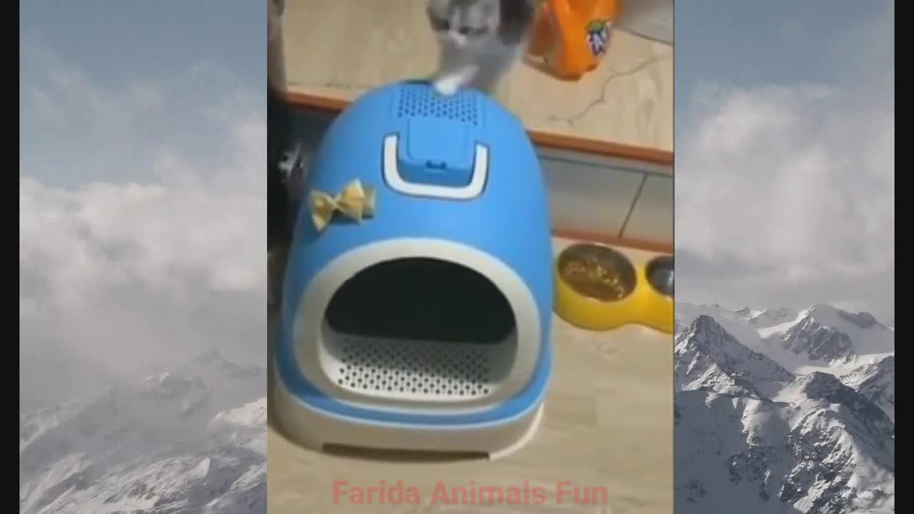 So funny cats and 🐕 dogs vis🤣🤣🤣