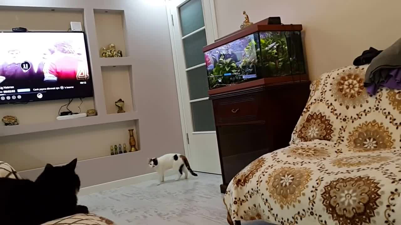 Female cat in heat meows to male outside