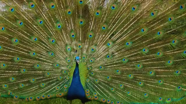 The peacock Dance.