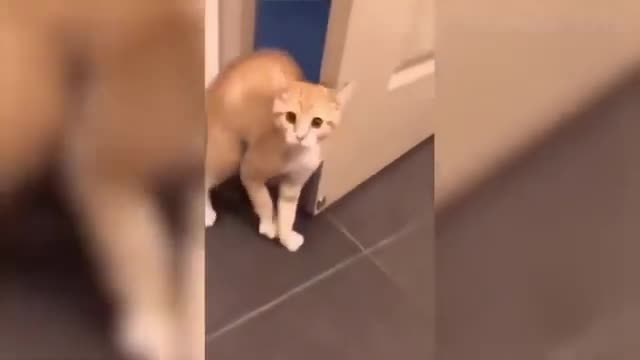 the cat and door