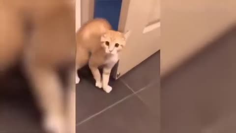 the cat and door