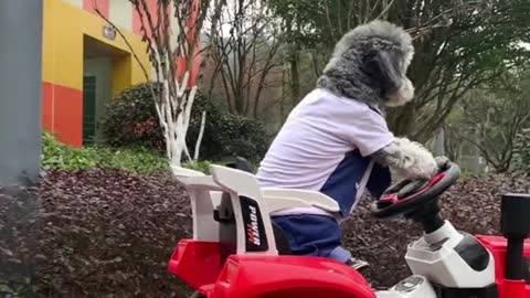 The dog to drive