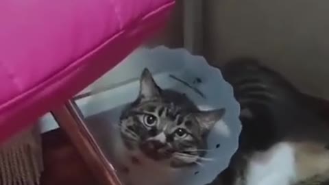 Try not to laugh