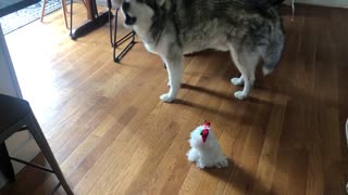 Malamute sings along to musical holiday stuffed animal