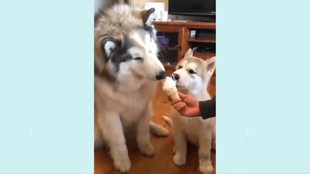 Fluffy huskyies ! eating an ice cream ! cutest 😍😘💖!