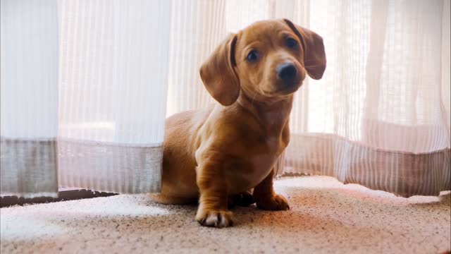 Happy A Dog