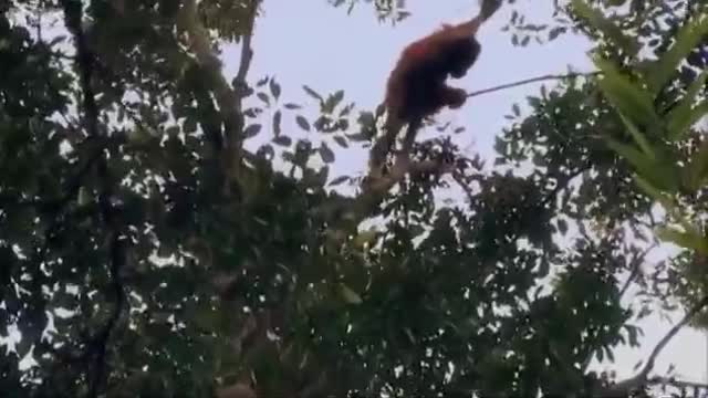 Rescuing a Wild Orangutan | Orangutan Diary | BBC Earth