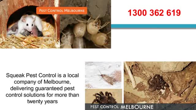 Pest Control Melbourne