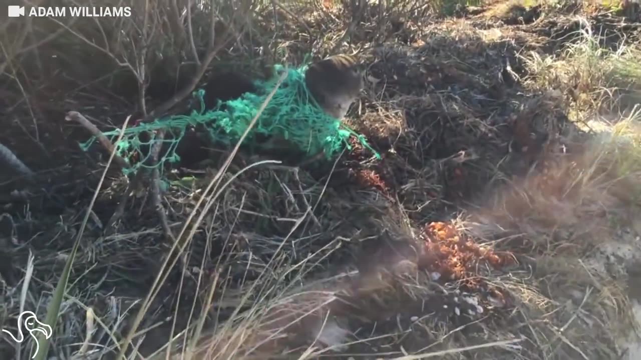 Baby Seal Tangled In Net Gets Returned To The Ocean