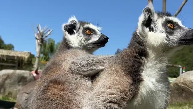 Ring-tailed lemur