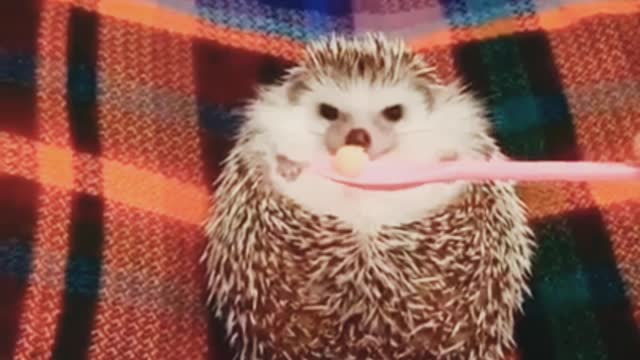 Baby Hedgehog feeding 5ime