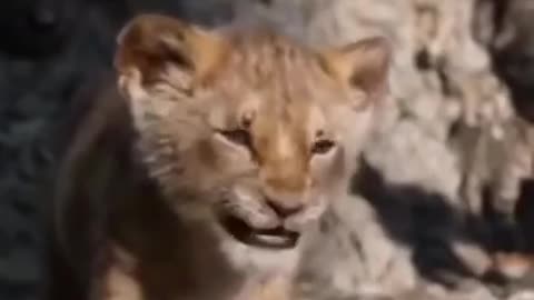 Baby lion called her parents