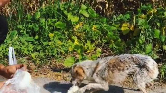 cute puppy rescued from the street