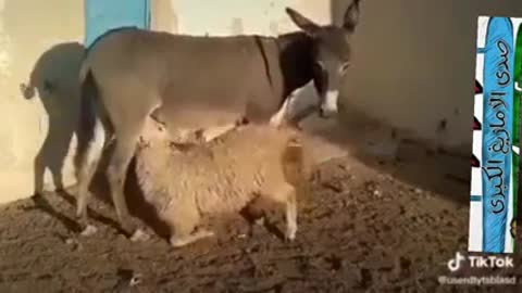 The sheep breastfeeds the donkey