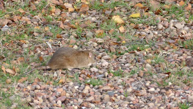 A Mouse Searching For Food