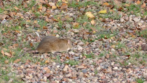 A Mouse Searching For Food