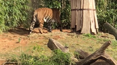 Mental tiger