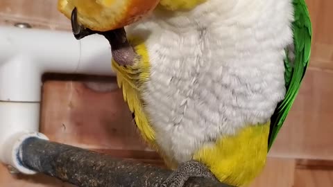 Sweet parrot eating an orange