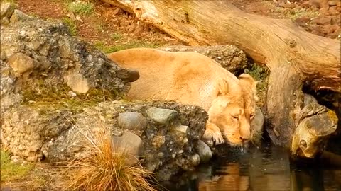 Lion Drinking Water in the river