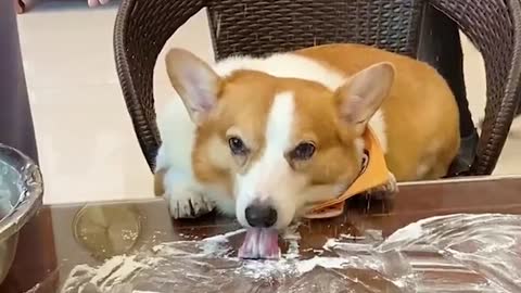 The gluttonous corgi