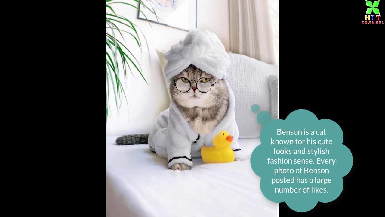 The cat is famous on social networks with stylish fashion style