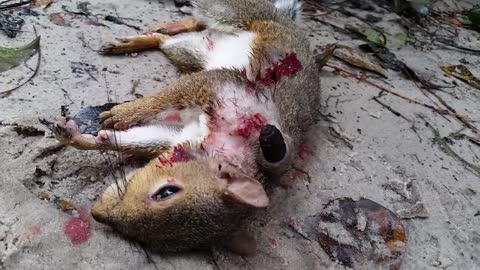 Squirrel with parasite " wolf worm"