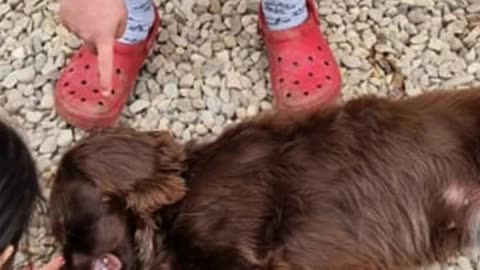 Dogs and Cancer