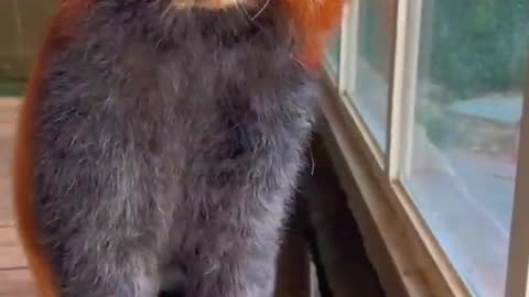 It turns out that the animal in the Star-Lord movie is a raccoon