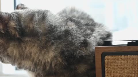 Cat video