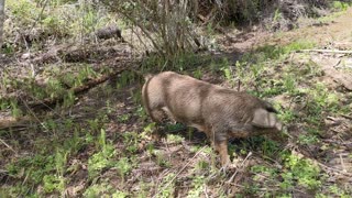 Pigs Love Horsetail