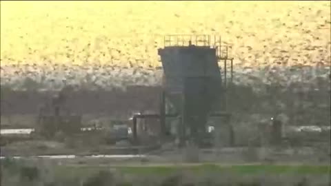 Migrating starlings swoop over southern Israel