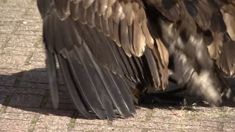 Eagle vs Drone