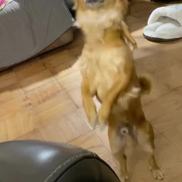 Gizzy The Chihuahua dances to the Griddy!!