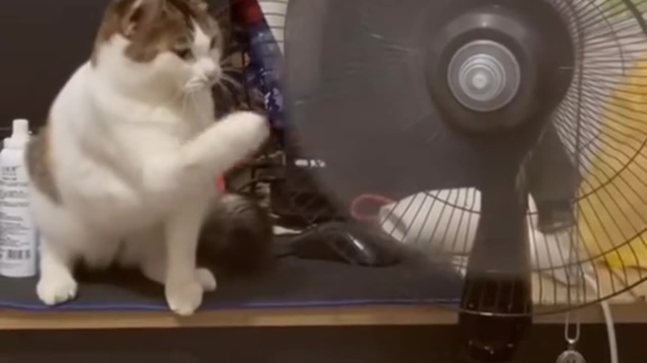 Funny cats