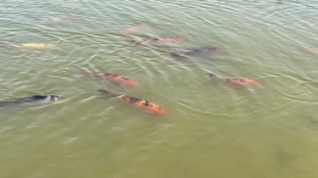 Koi fish in pond