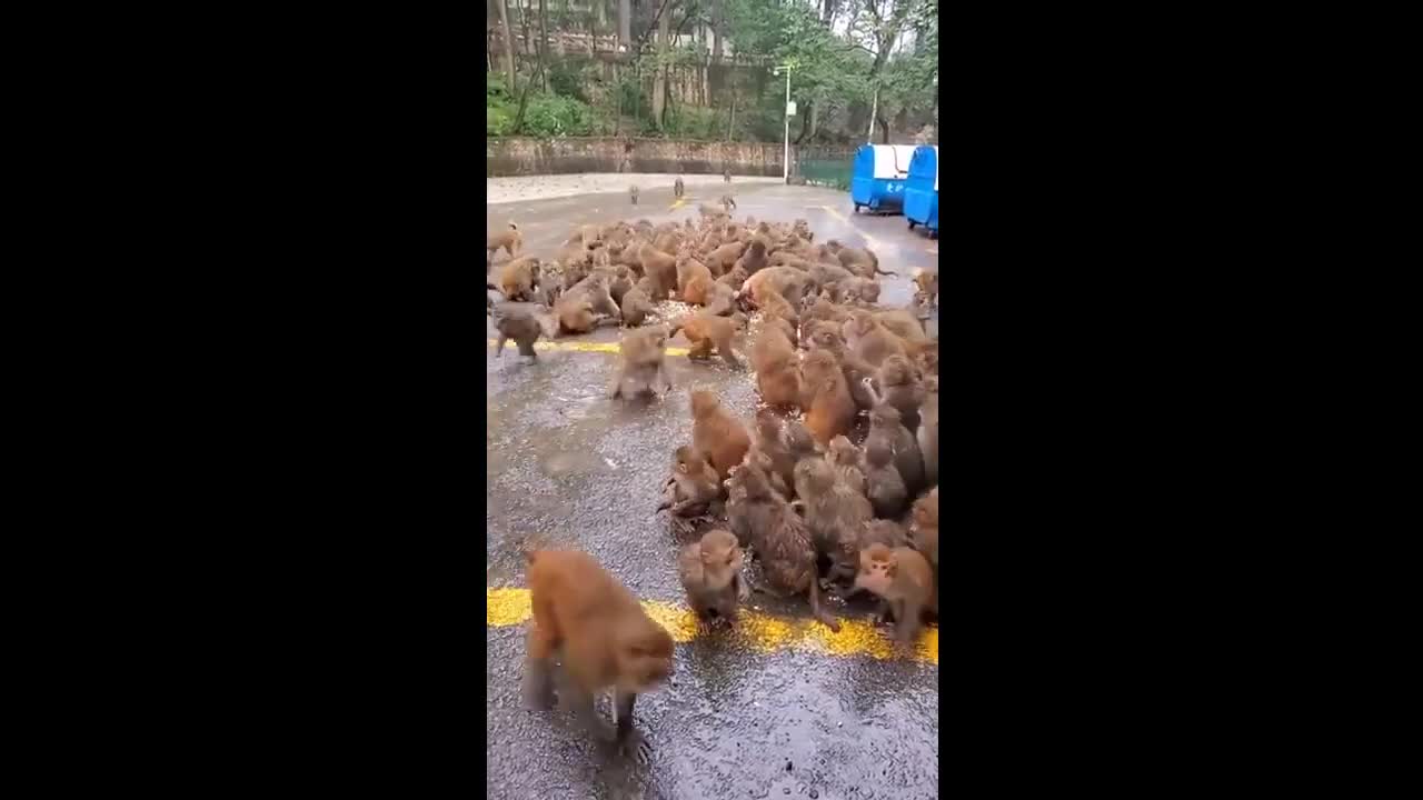 Cute Baby Animals Videos - Cute Baby Pets - Cute Kittens - Funny Animal Videos